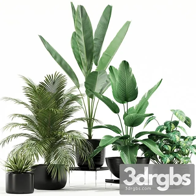 Plants collection 119 Plants collection 119