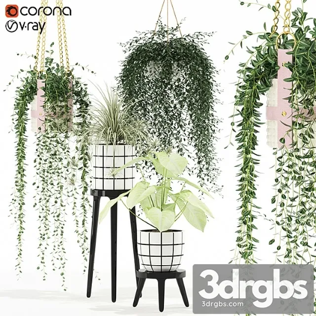 Plants collection 121 Plants collection 121