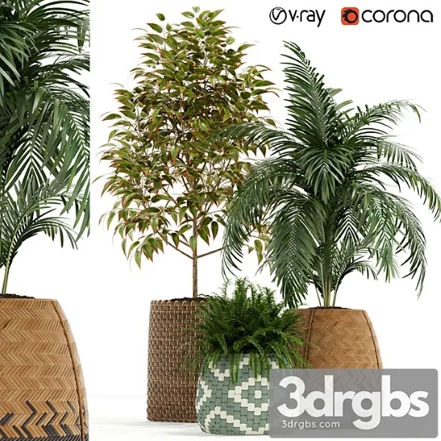 Plants collection 126 Plants collection 126