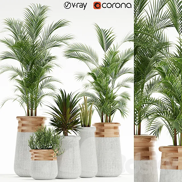 Plants collection 130 indigenus soma 3DModel Plants collection 130 indigenus soma 3DModel