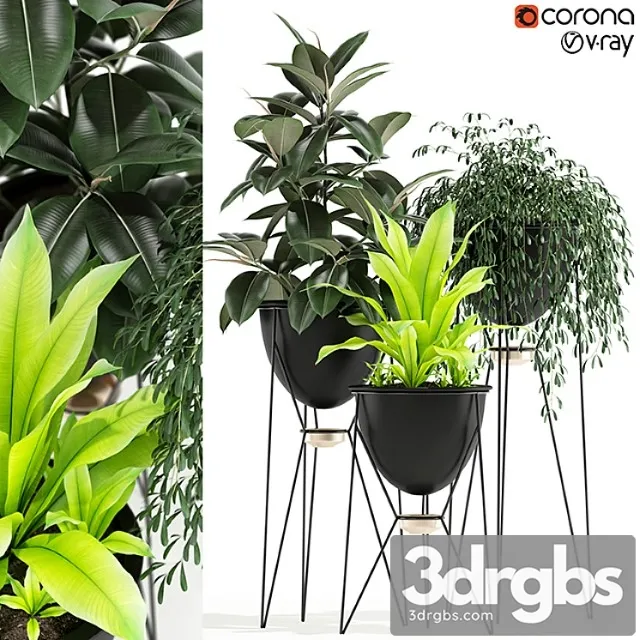 Plants collection 141 madre selva grande Plants collection 141 madre selva grande