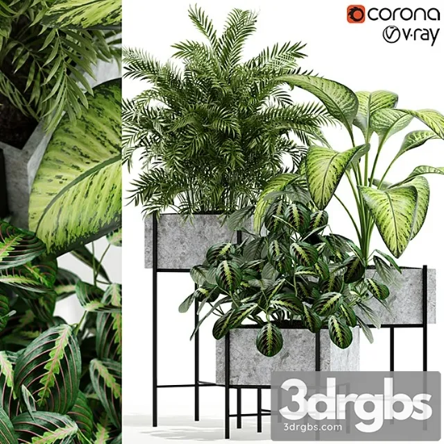 Plants collection 143 opalo Plants collection 143 opalo