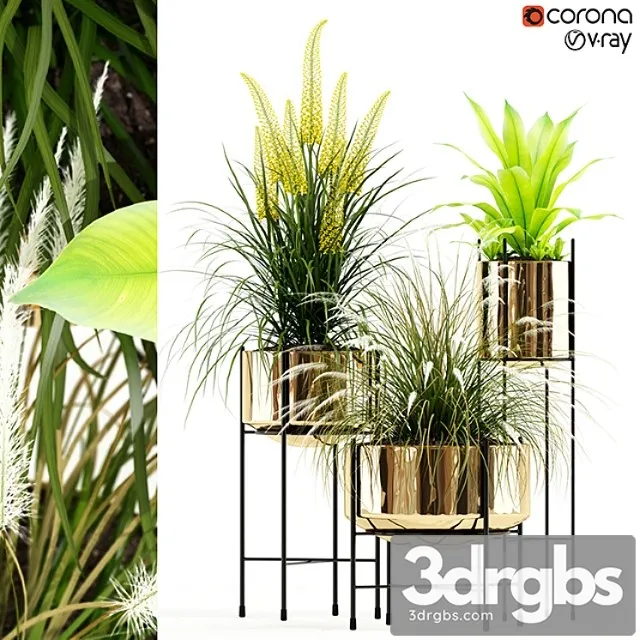 Plants collection 146 agata Plants collection 146 agata