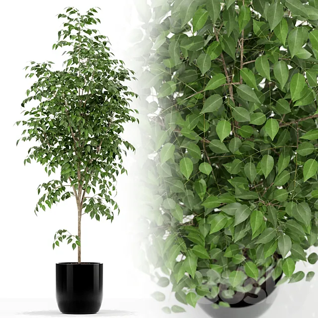 Plants collection 151 3DModel Plants collection 151 3DModel