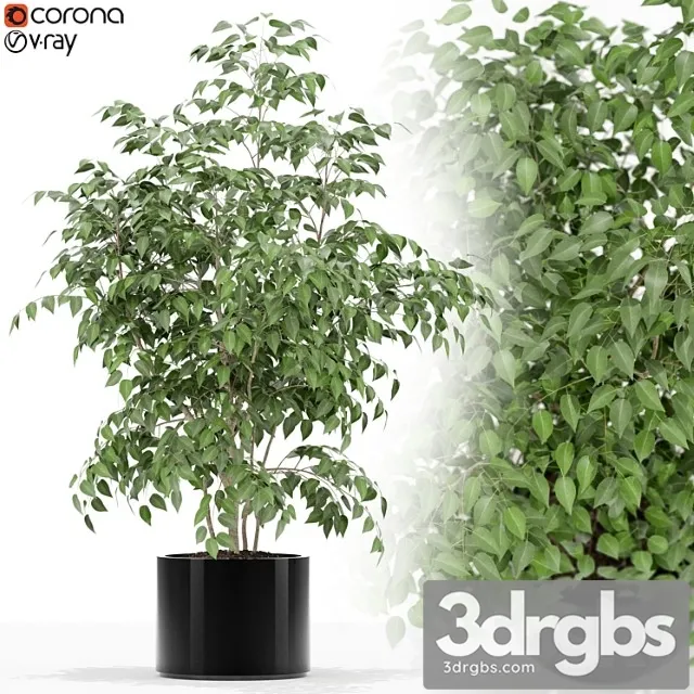 Plants collection 153 Plants collection 153