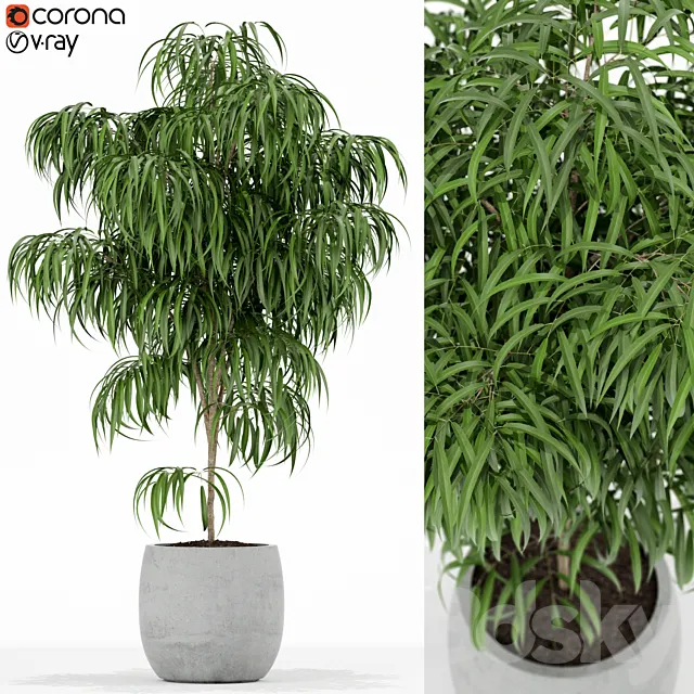 Plants collection 154 3D Model Plants collection 154 3D Model