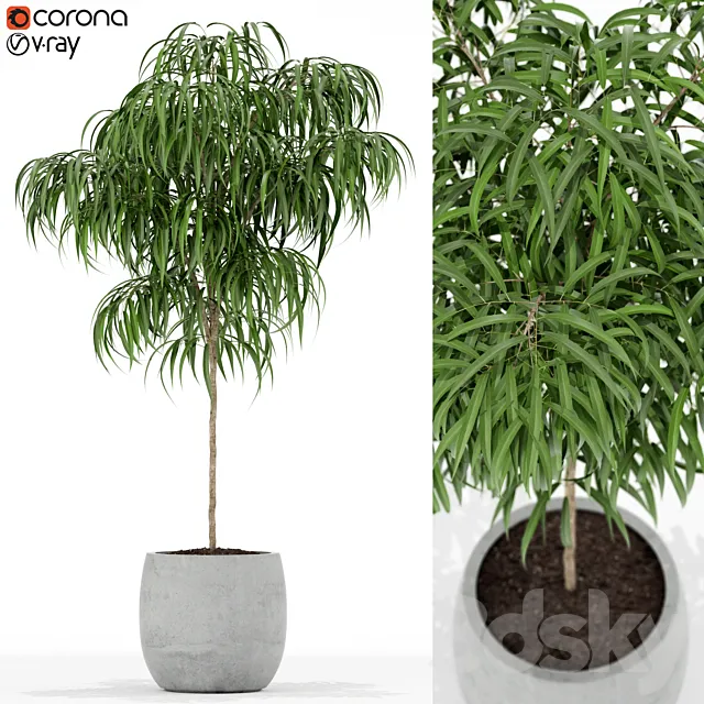 Plants collection 155 3D Model Plants collection 155 3D Model