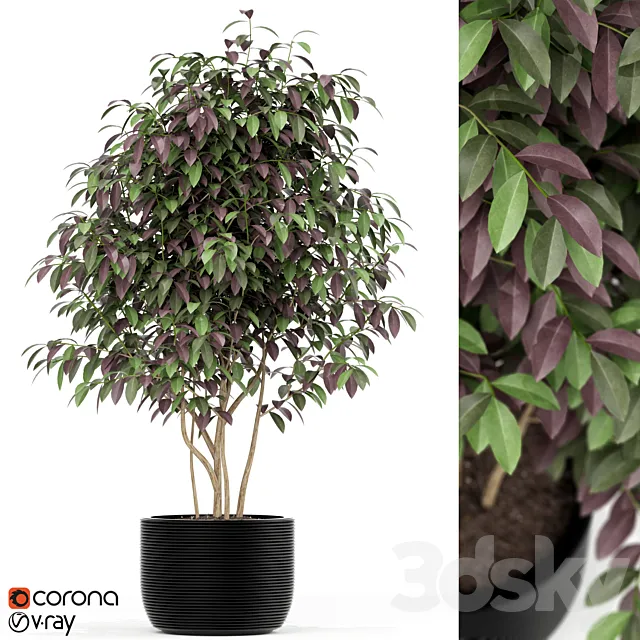 Plants collection 162 3D Model Plants collection 162 3D Model