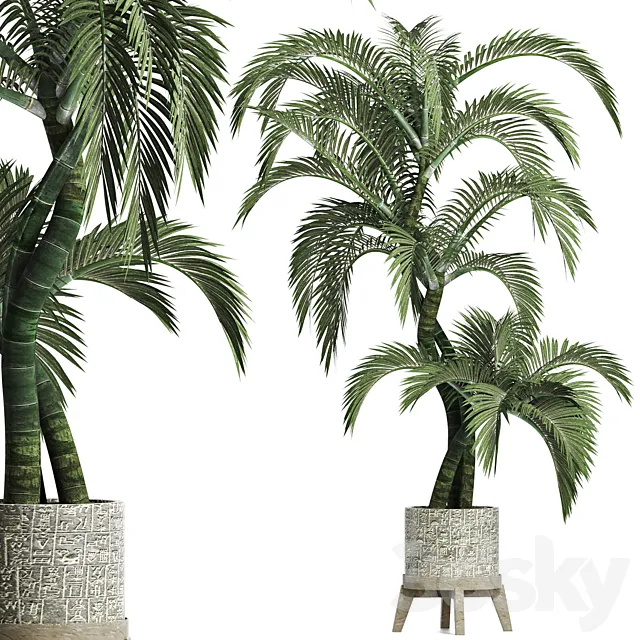 Plants Collection 162 Egyptian Palm 3D Model
