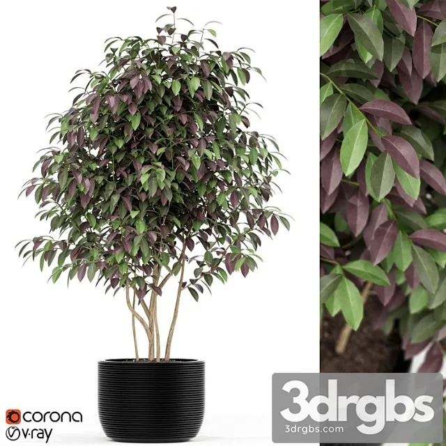 Plants collection 162 Plants collection 162