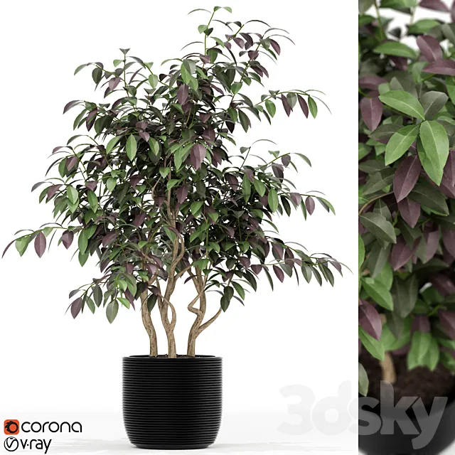 Plants collection 163 3D Model Plants collection 163 3D Model