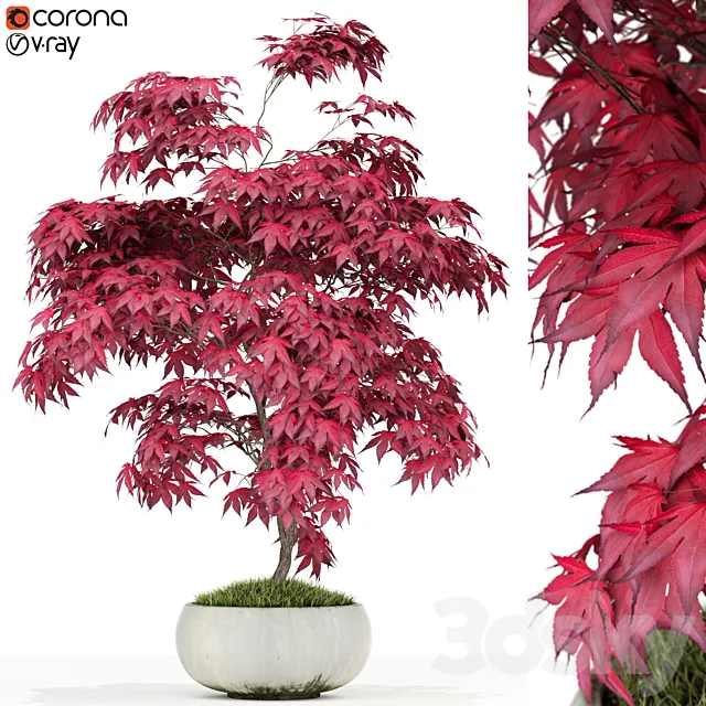 Plants collection 165 3D Model Plants collection 165 3D Model