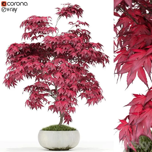 Plants collection 165 (red maple) 3D Model Plants collection 165 (red maple) 3D Model