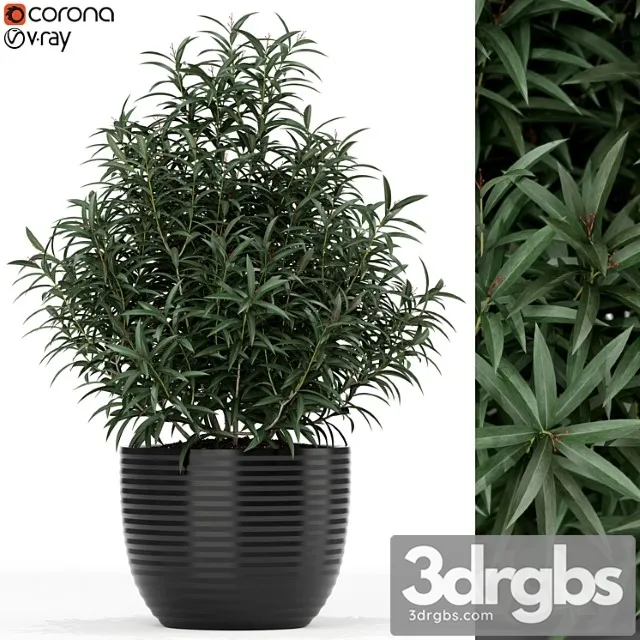 Plants collection 168 Plants collection 168