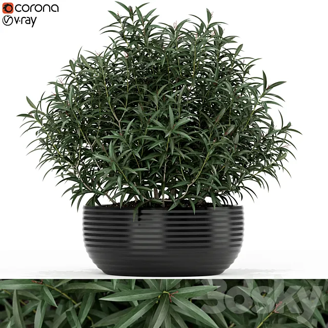Plants collection 169 3D Model Plants collection 169 3D Model