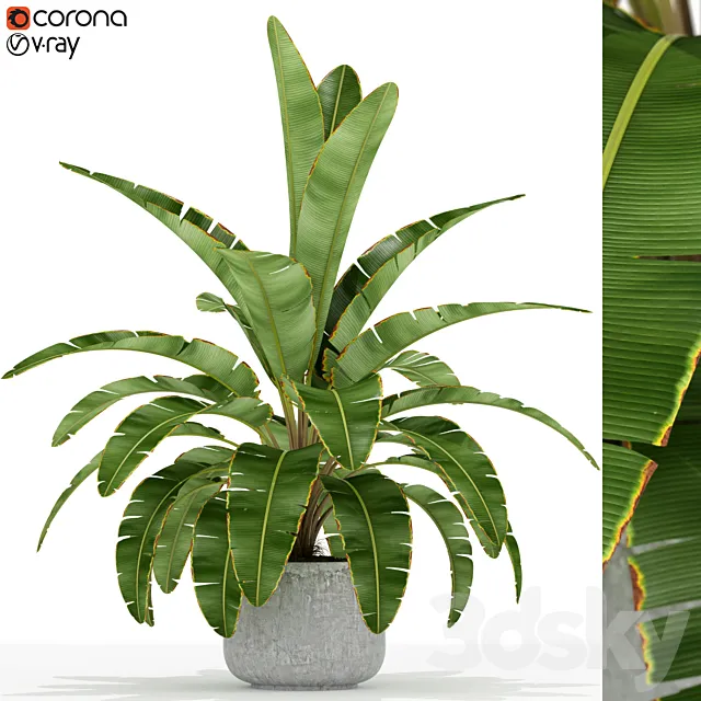 Plants collection 173 3D Model Plants collection 173 3D Model