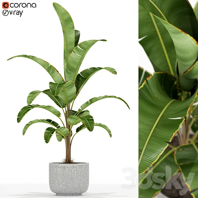 Plants collection 174 3D Model Plants collection 174 3D Model