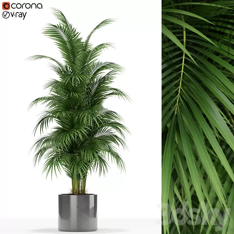 Plants collection 176 3D Model