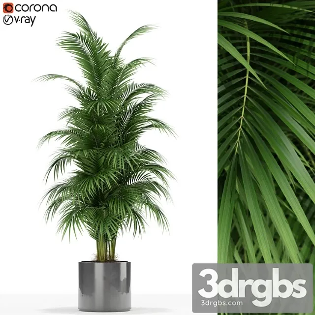 Plants collection 176 Plants collection 176