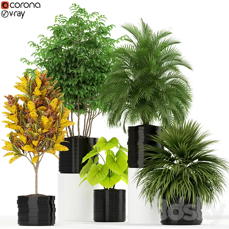 Plants collection 183 3D Model