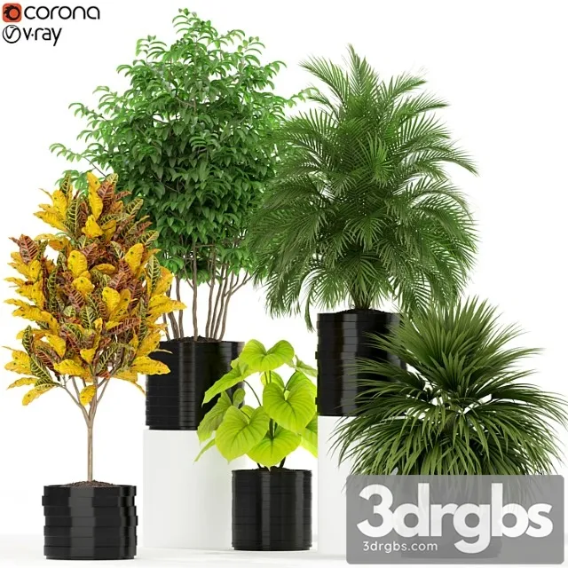 Plants collection 183 Plants collection 183