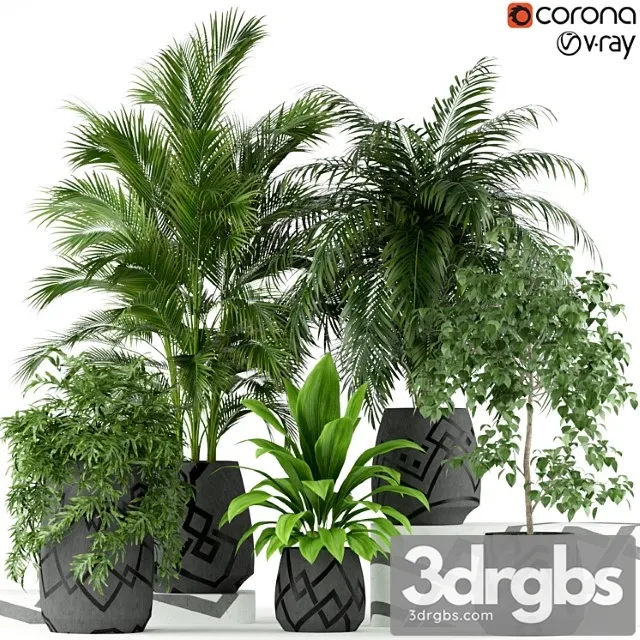 Plants collection 195 Plants collection 195