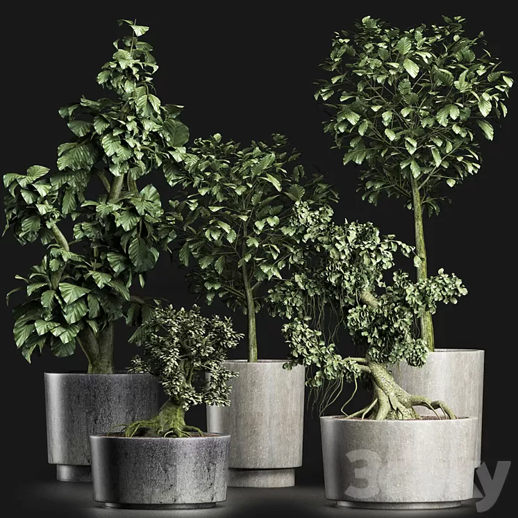 Plants Collection 199 Sageretia Theezans 3D Model Plants Collection 199 Sageretia Theezans 3D Model