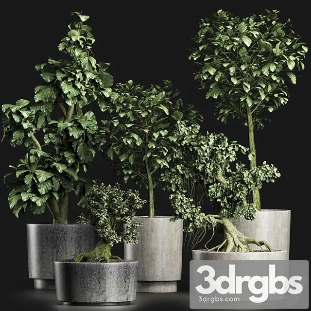 Plants collection 199 sageretia theezans Plants collection 199 sageretia theezans