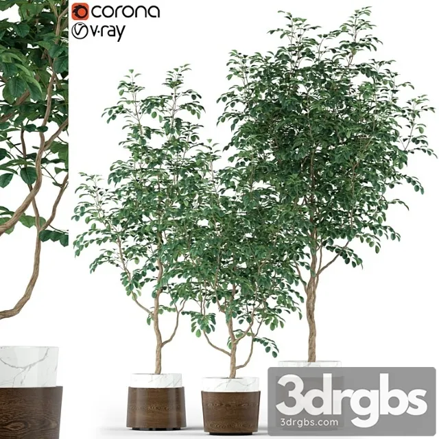 Plants collection 205 Plants collection 205