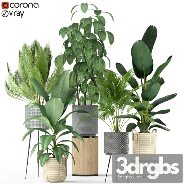 Plants collection 213 Plants collection 213