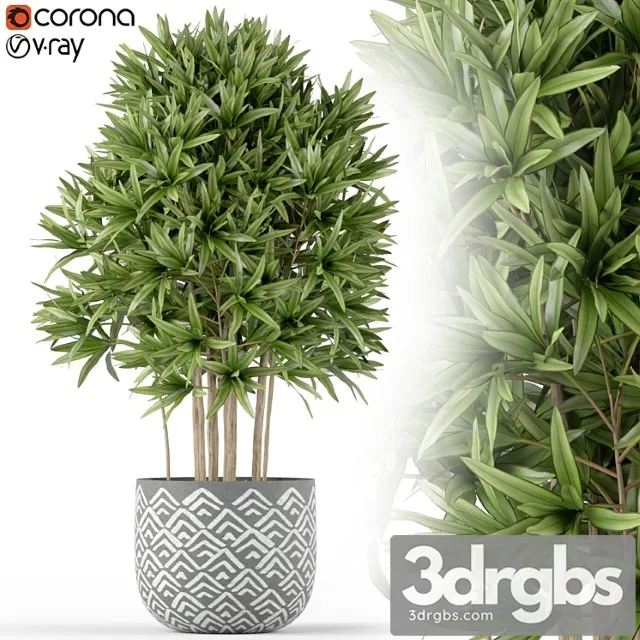 Plants collection 224 Plants collection 224