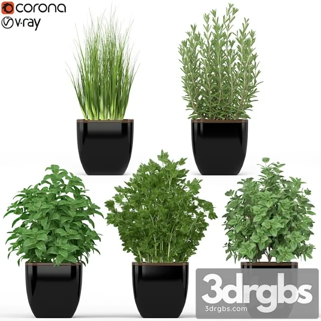 Plants collection 232 Plants collection 232