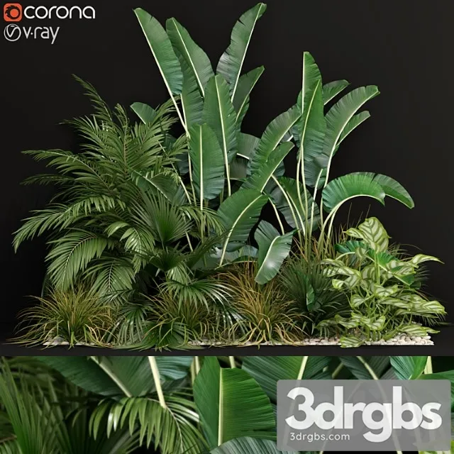 Plants collection 237 Plants collection 237