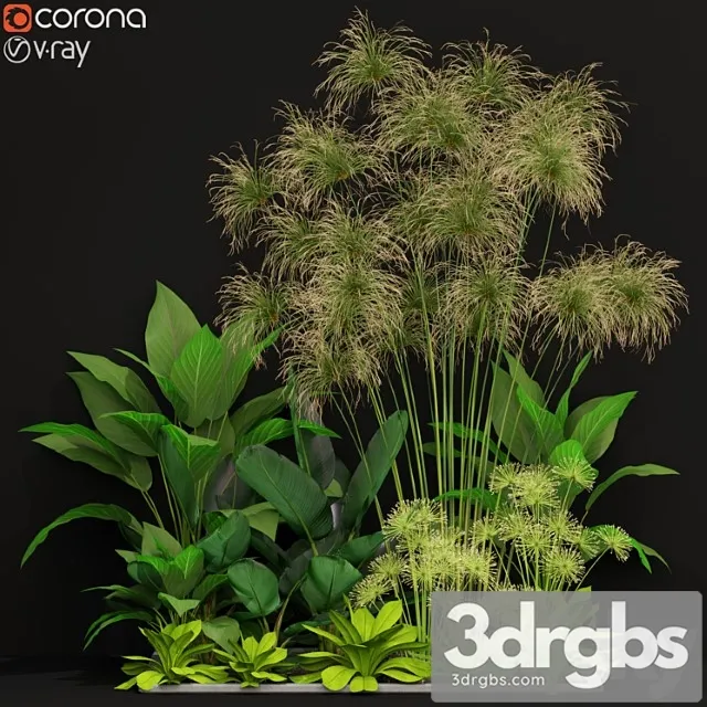 Plants collection 241 Plants collection 241