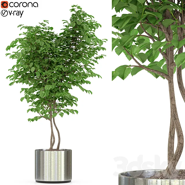 Plants collection 244 3D Model