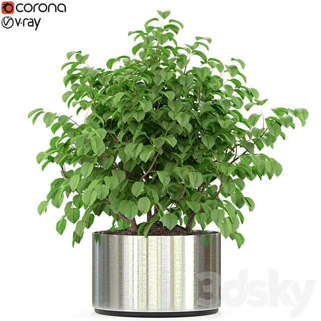 Plants collection 246 3D Model