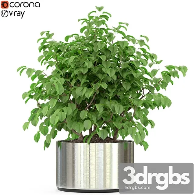 Plants collection 246 Plants collection 246