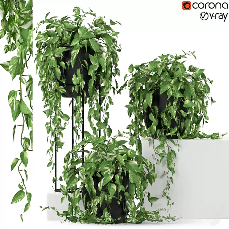 Plants collection 250 3D Model