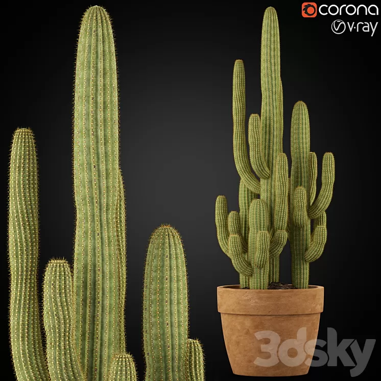 Plants collection 254 3D Model