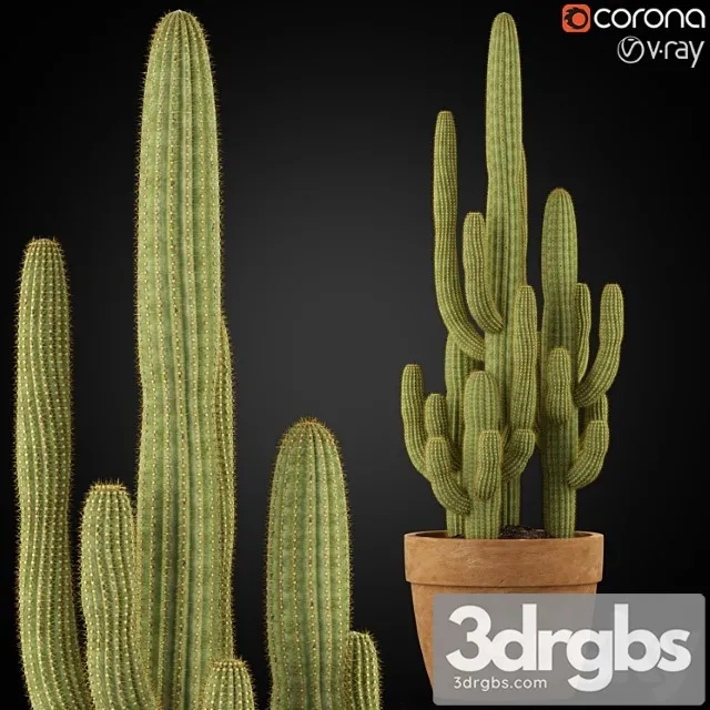 Plants collection 254 Plants collection 254