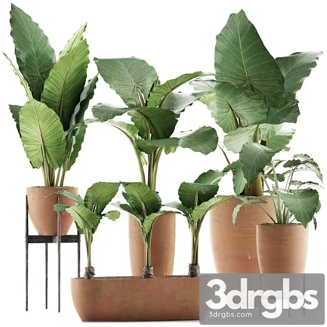 Plants collection 31 Plants collection 31