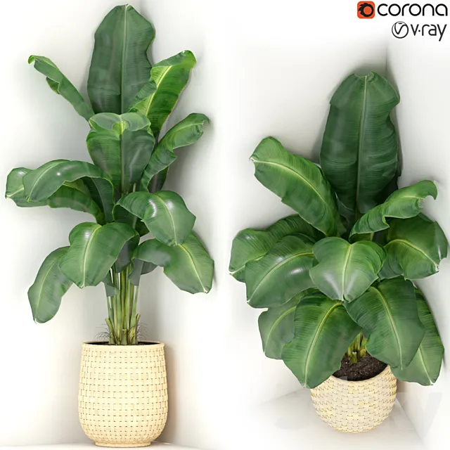 Plants collection 313 3D Model Plants collection 313 3D Model