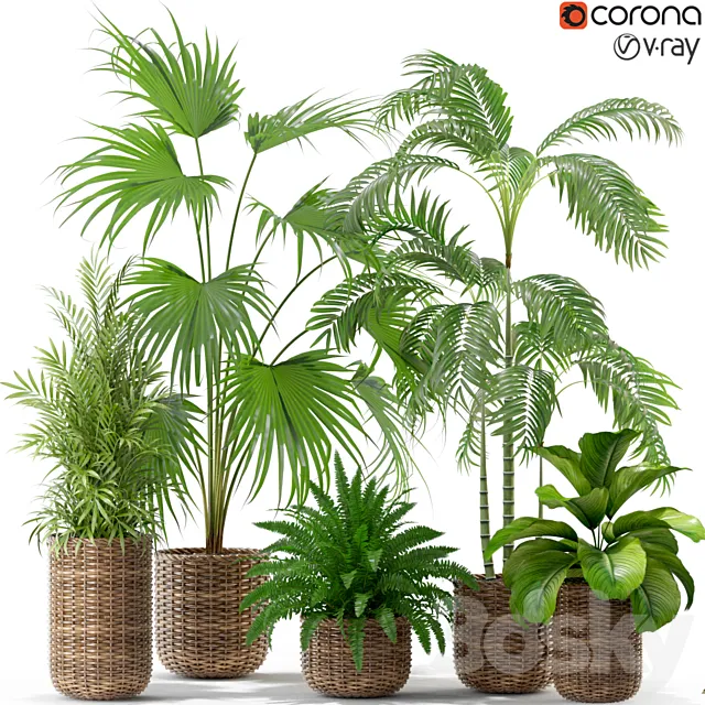 Plants collection 338 3D Model