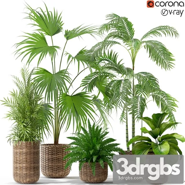 Plants collection 338 Plants collection 338