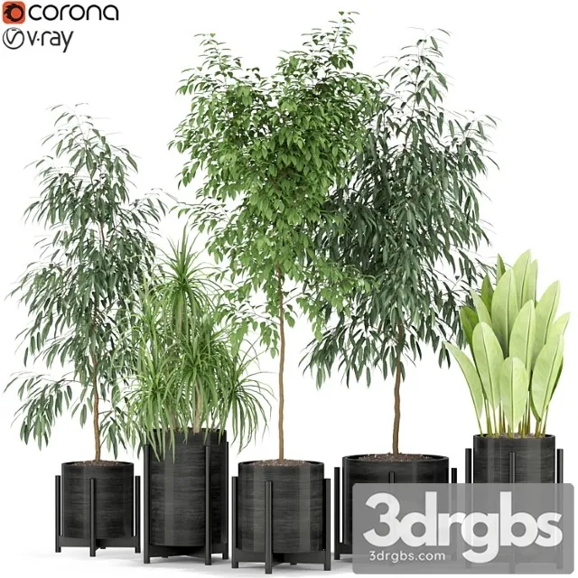 Plants collection 345 Plants collection 345