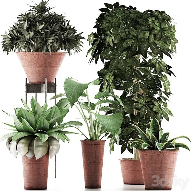 Plants Collection 35 3D Model