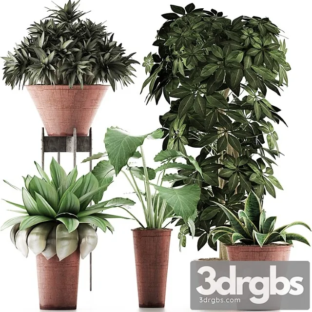 Plants collection 35 Plants collection 35