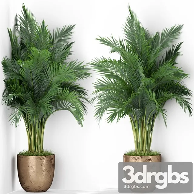 Plants collection 386 Plants collection 386