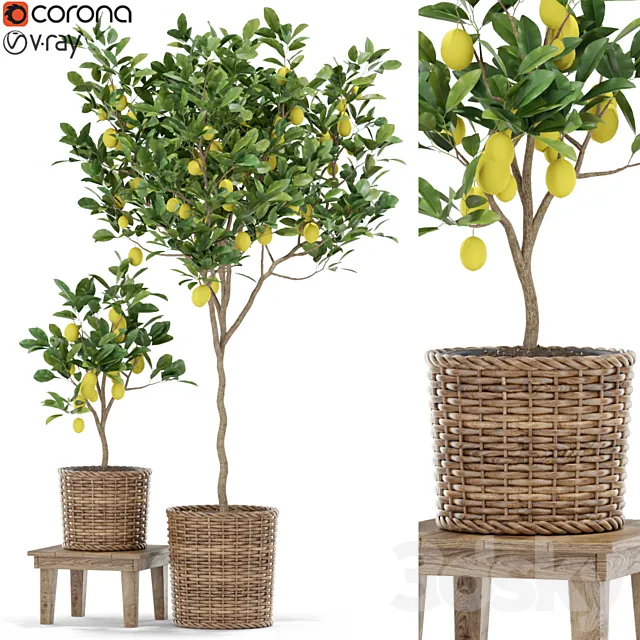 Plants collection 422 3D Model