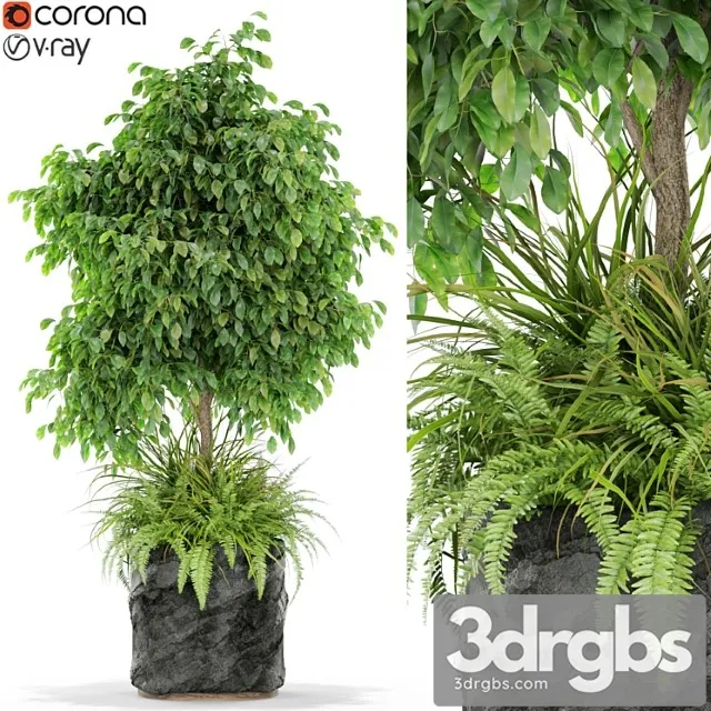 Plants collection 434 Plants collection 434